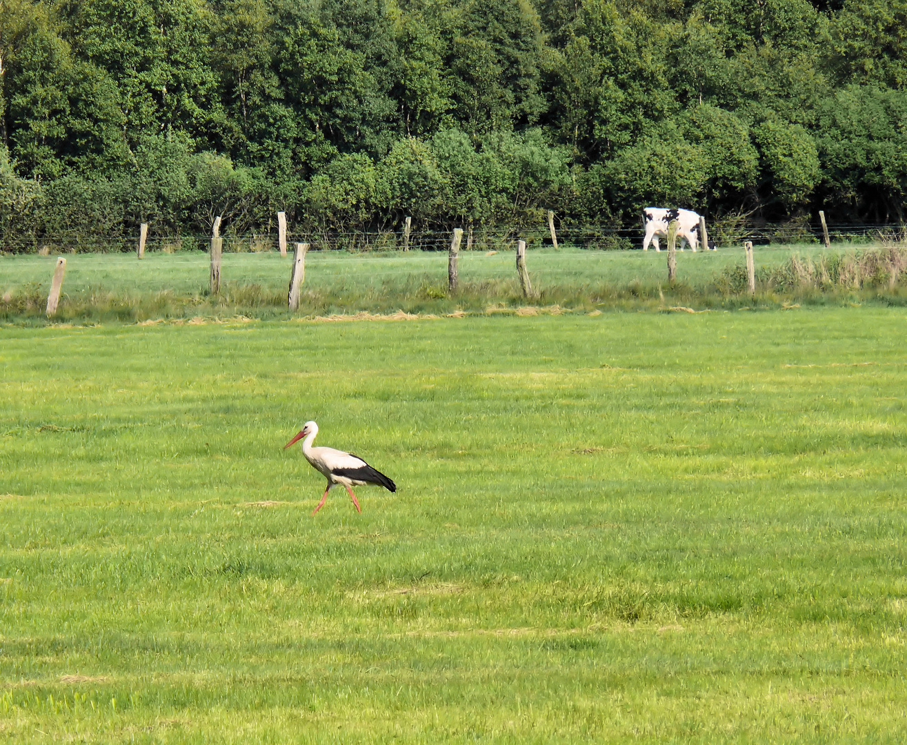 Storch