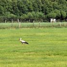 Storch