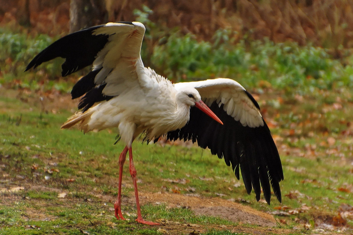 Storch