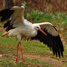 Storch