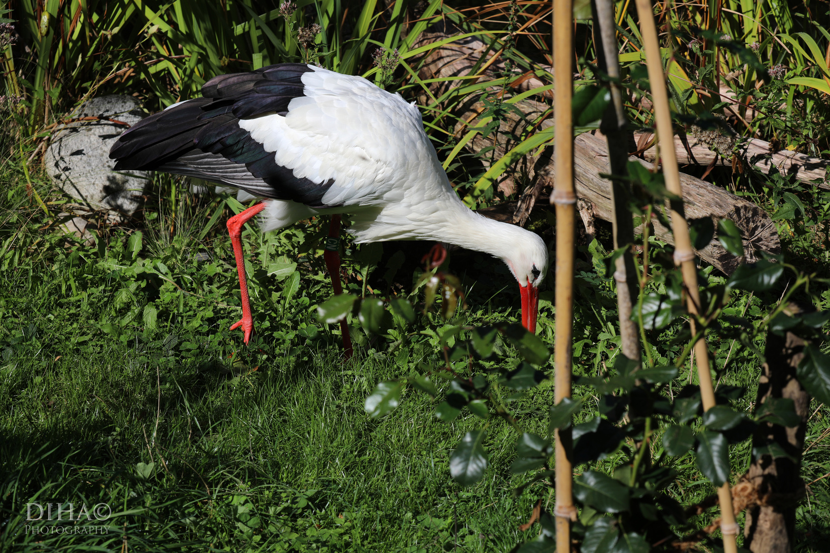 Storch