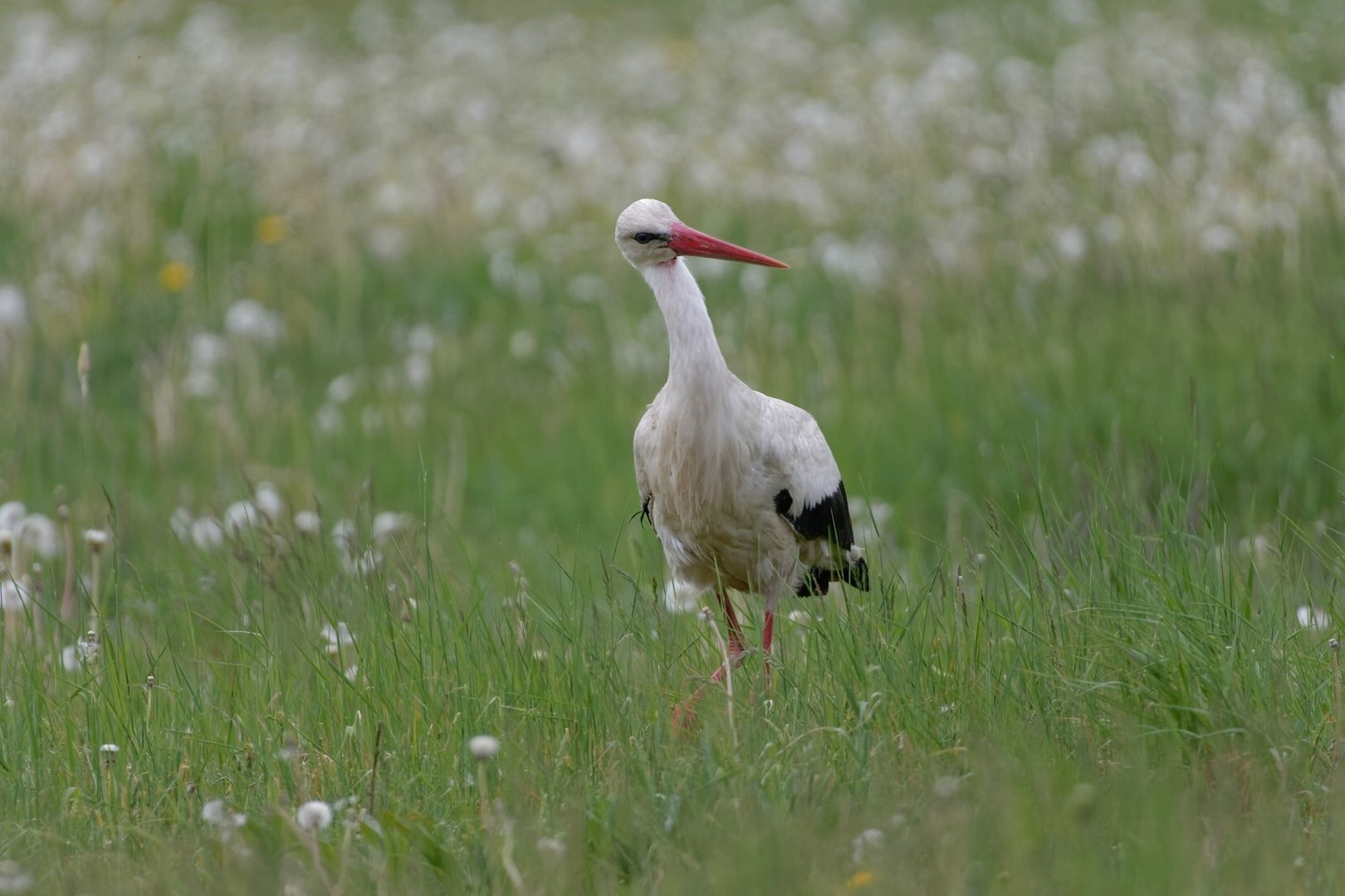 Storch 