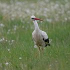 Storch 