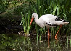 Storch