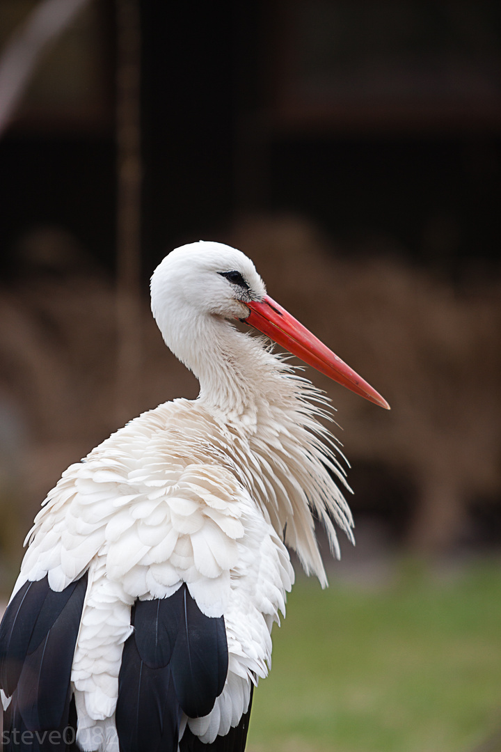 Storch