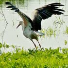 Storch