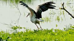 Storch