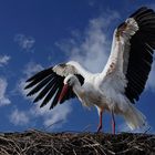 Storch