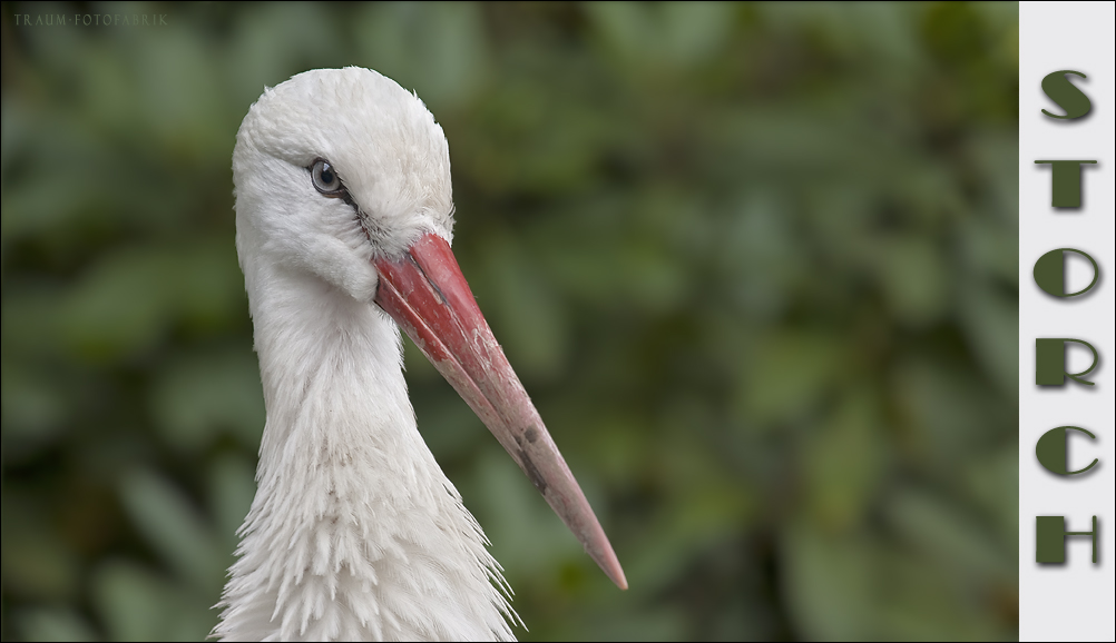 Storch