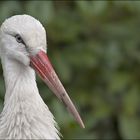 Storch