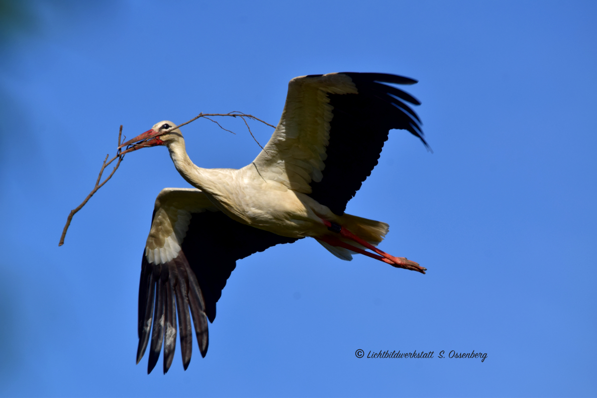 Storch