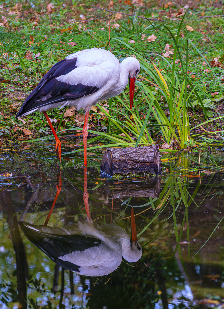 Storch