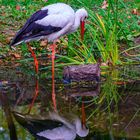 Storch