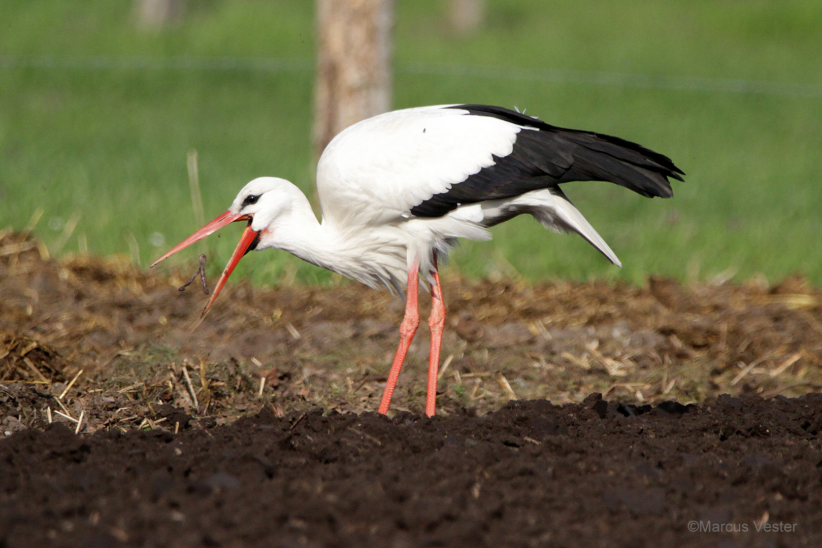 Storch 