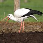 Storch 