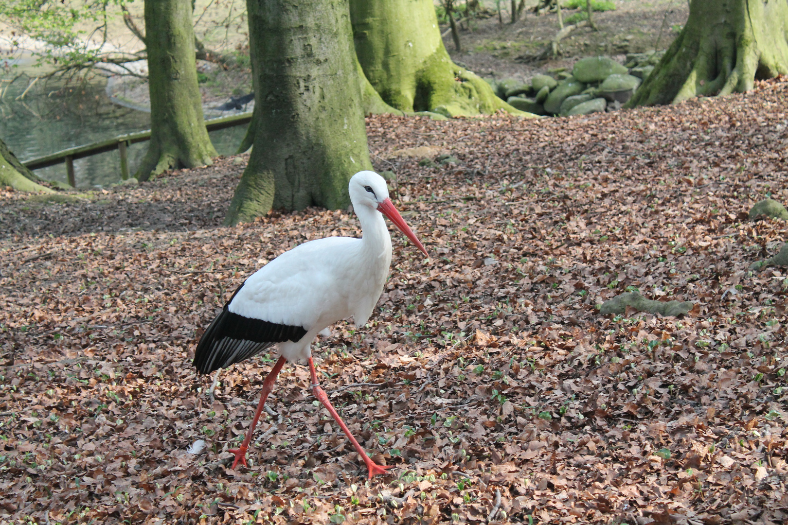 Storch