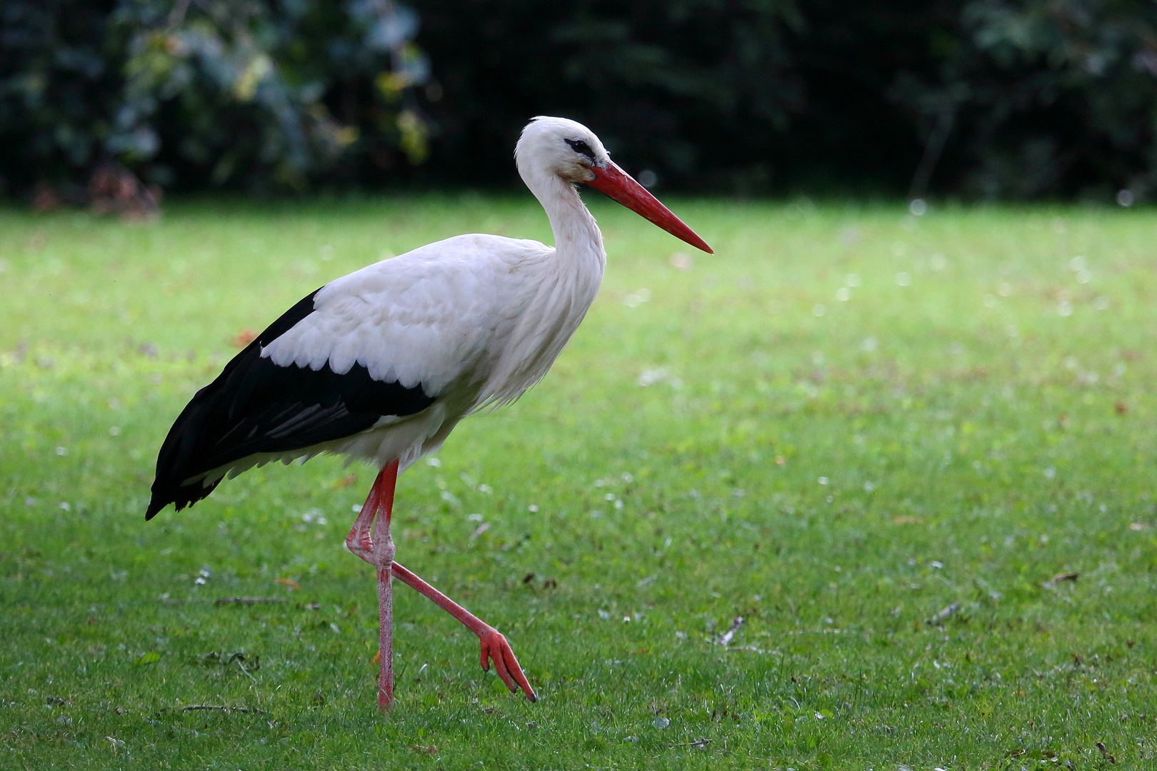 Storch