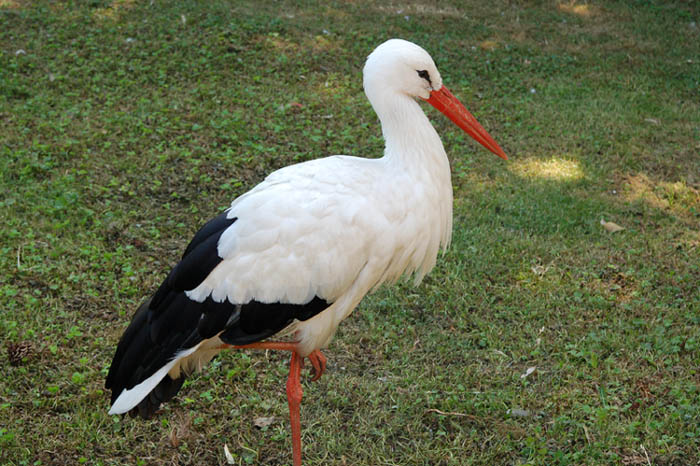 Storch