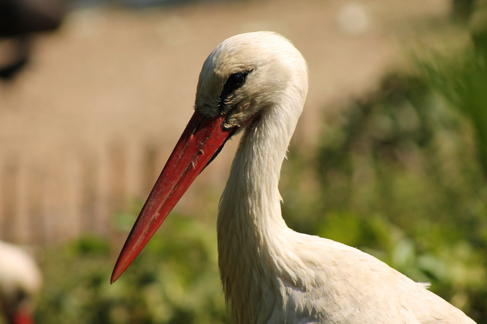 Storch