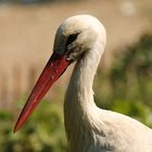 Storch