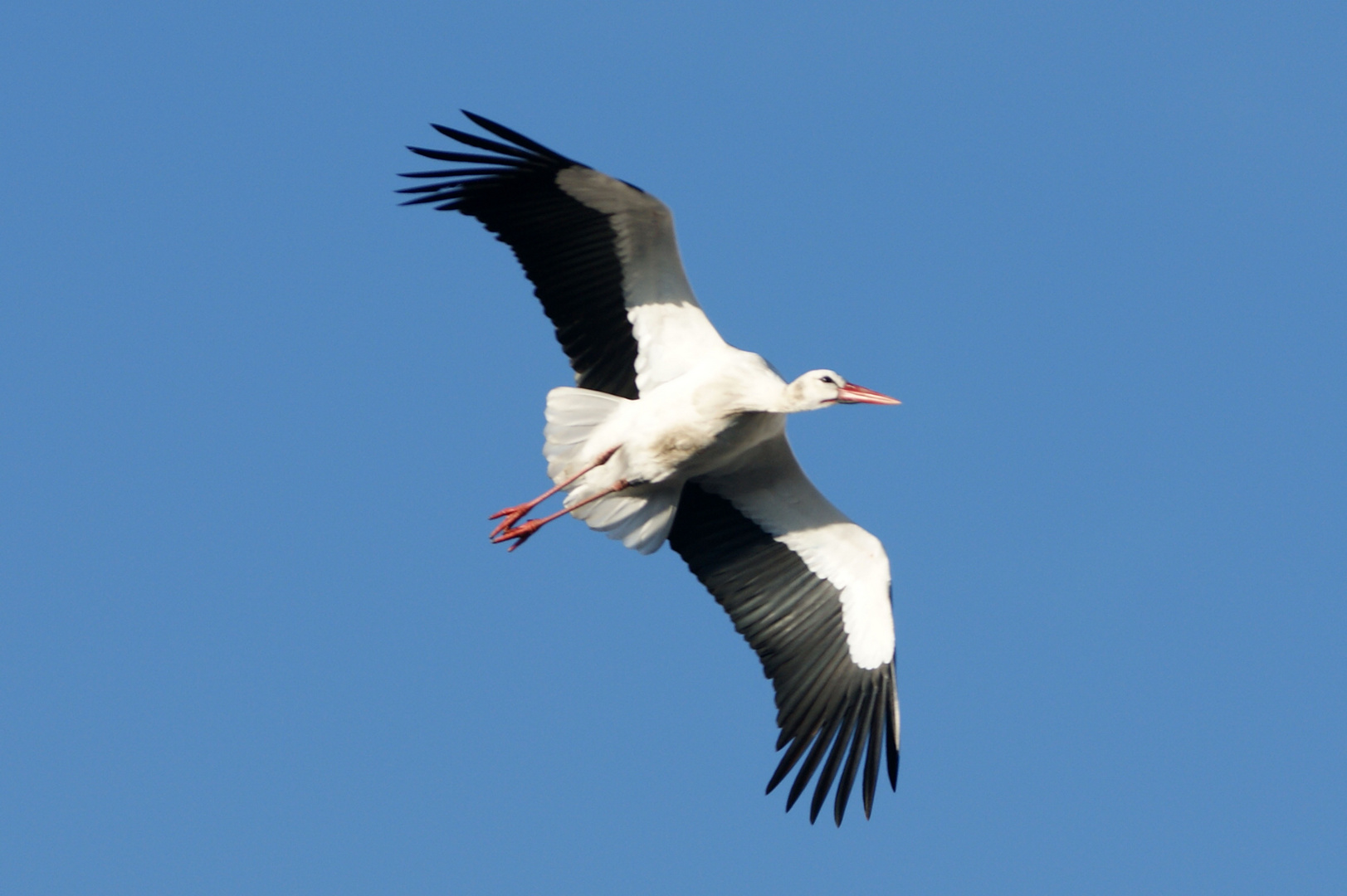 Storch