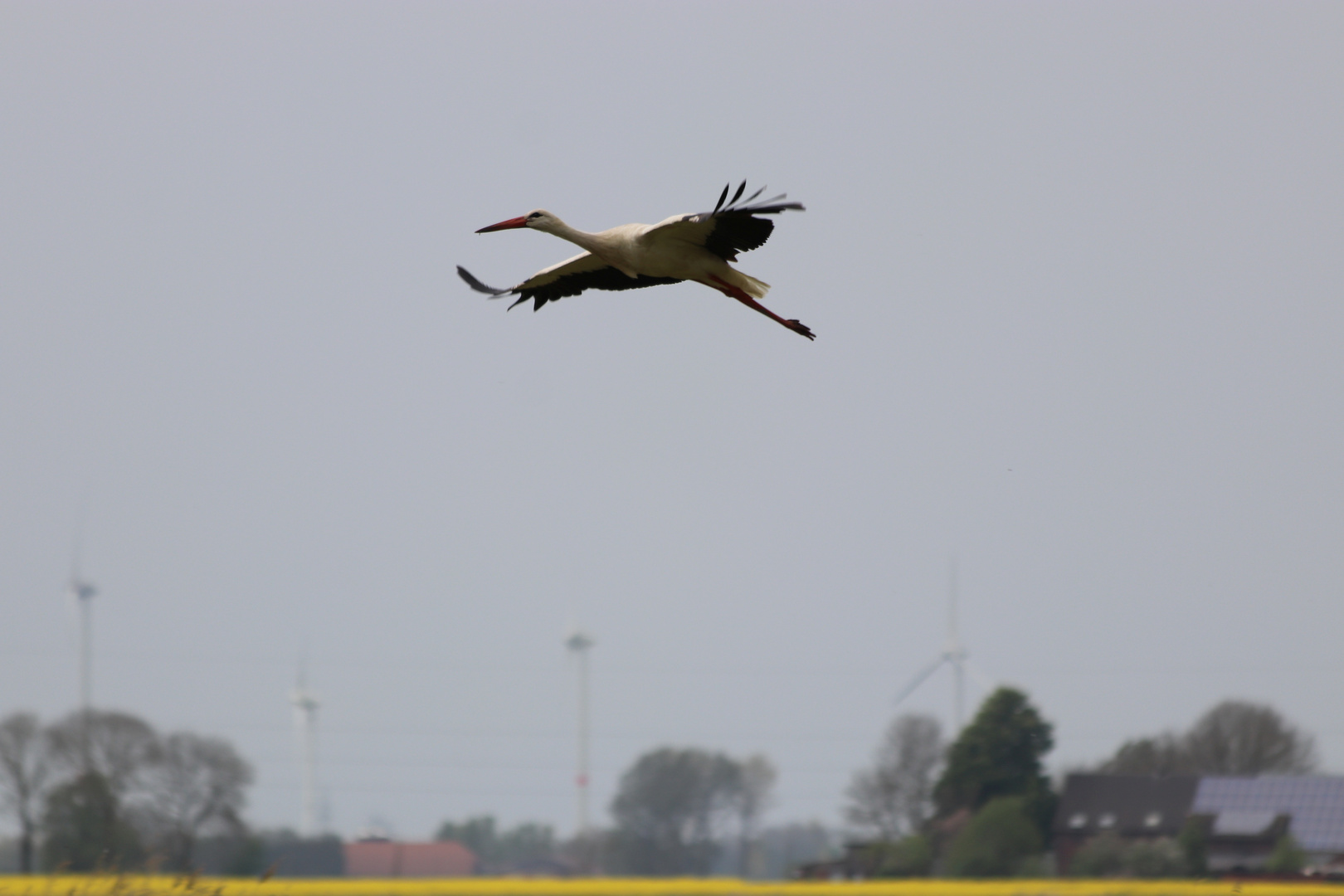 Storch