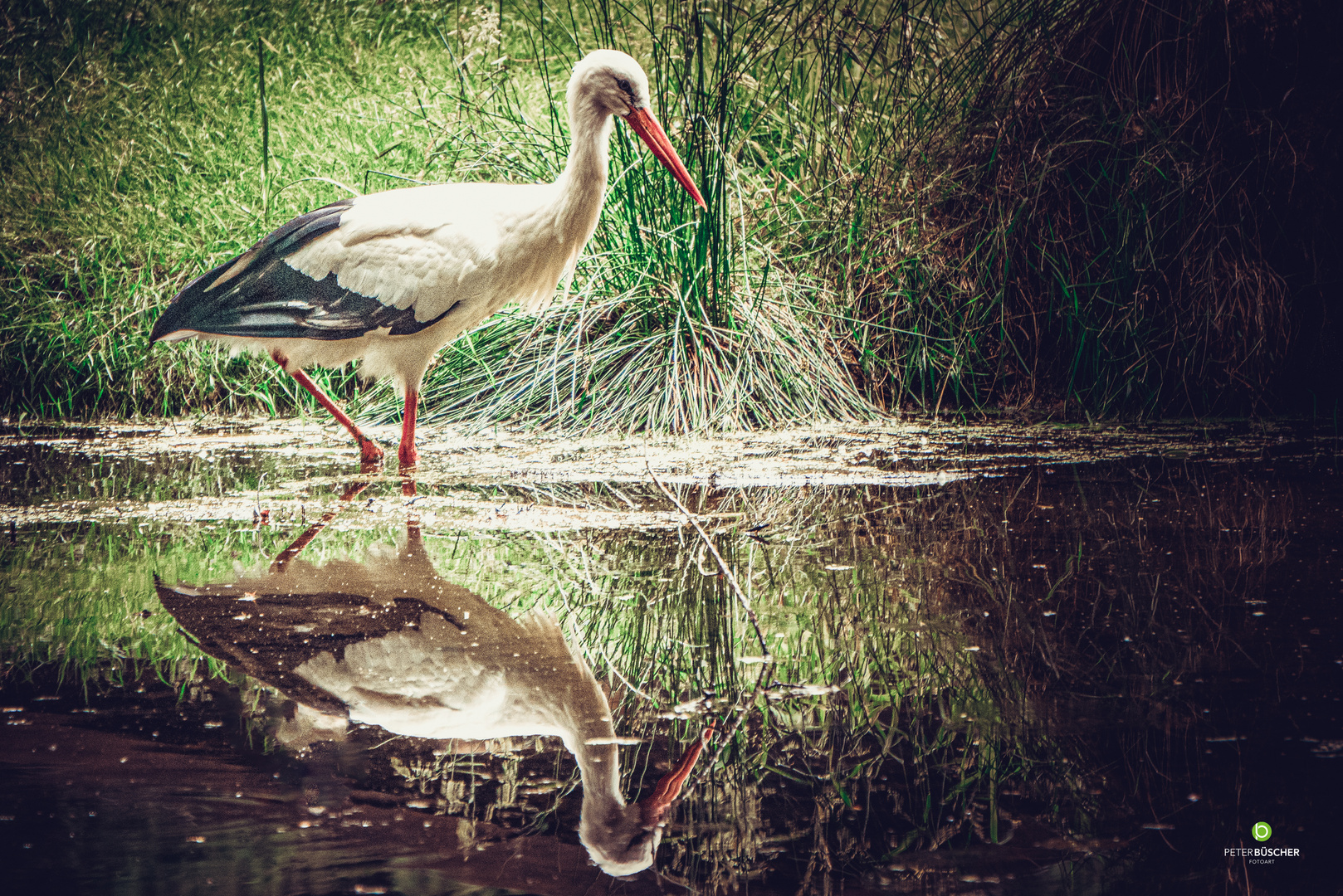 Storch