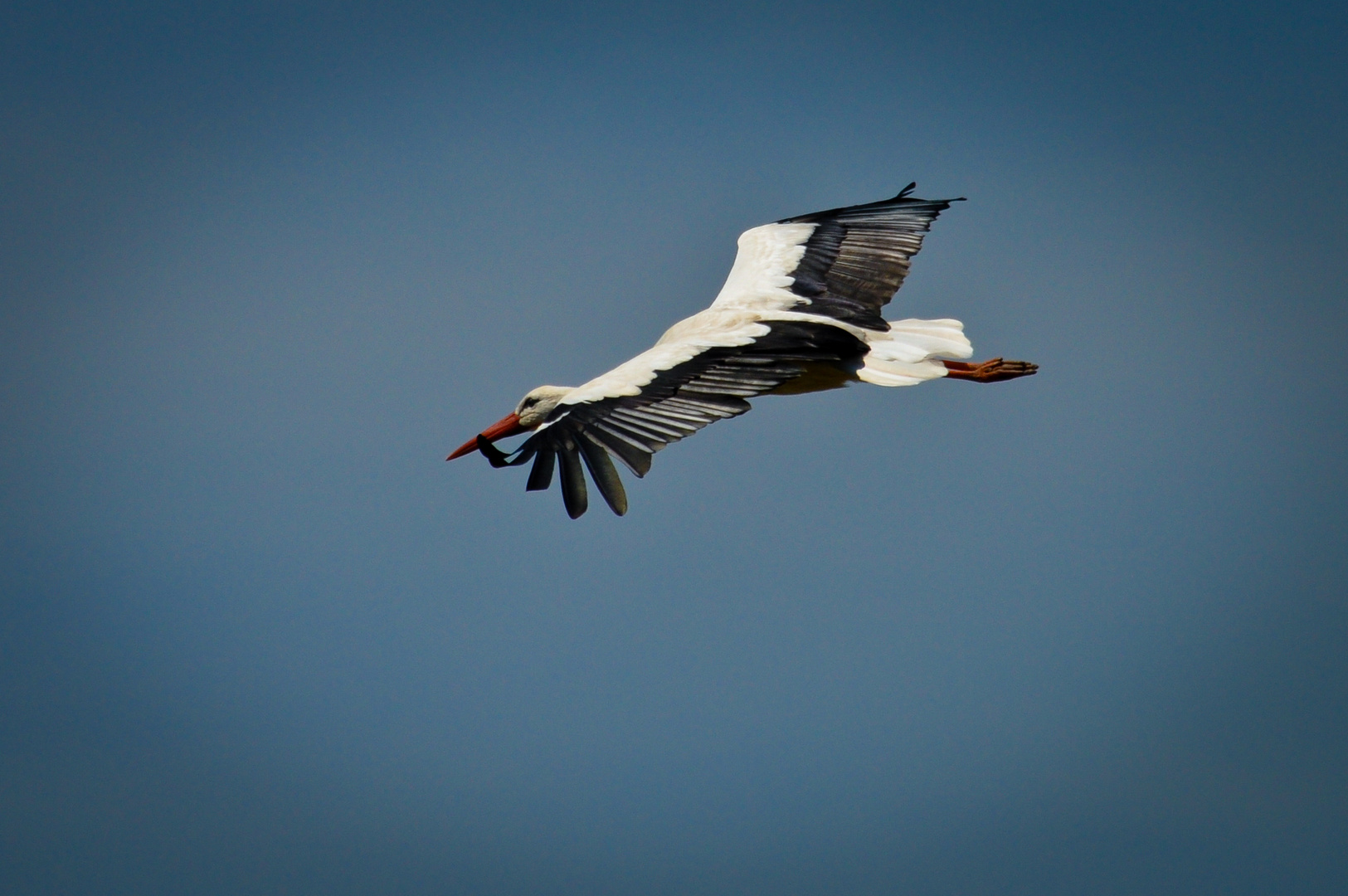 Storch