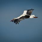 Storch