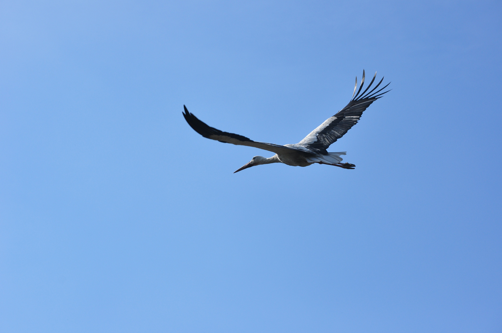 Storch Abflug