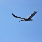 Storch Abflug