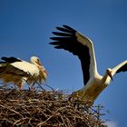 Storch Abflug aus dem Nest 2