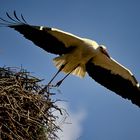 Storch Abflug aus dem Nest 3