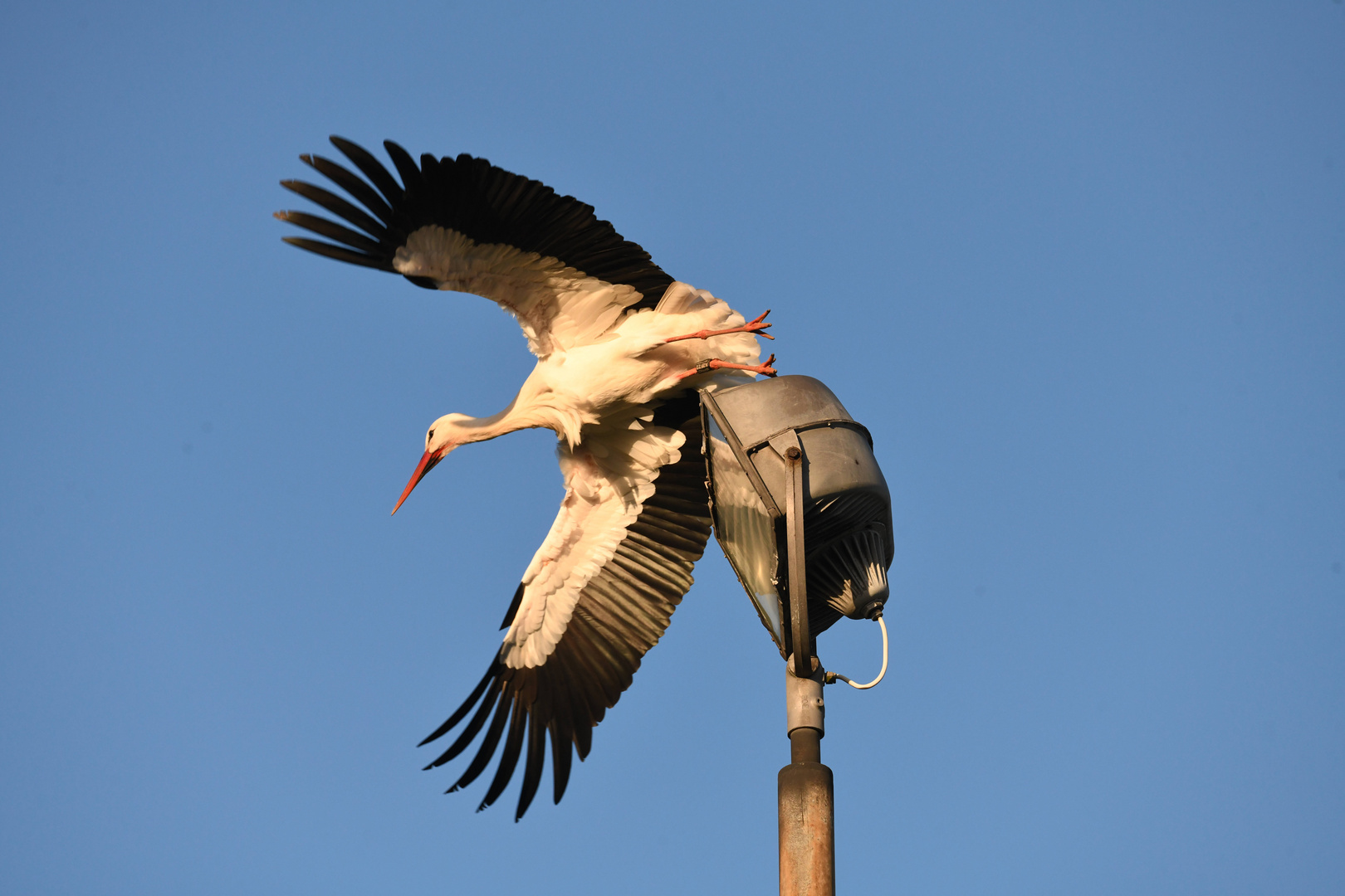 Storch Abflug vom Fluglicht