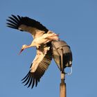 Storch Abflug vom Fluglicht