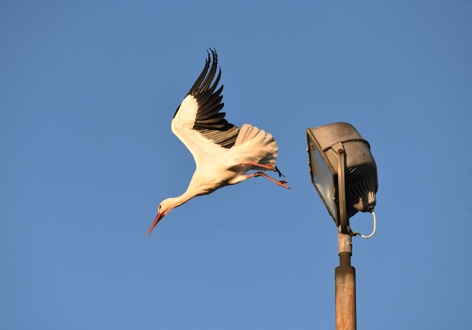 Storch Abflug vom Flutlicht 