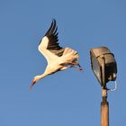 Storch Abflug vom Flutlicht 