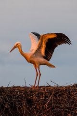 Storch, abflugbereit.
