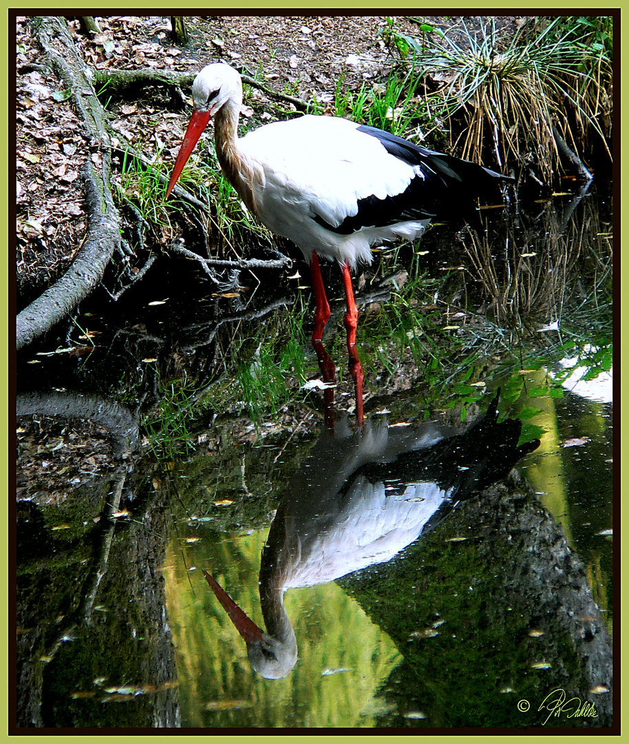 Storch "Adebar"