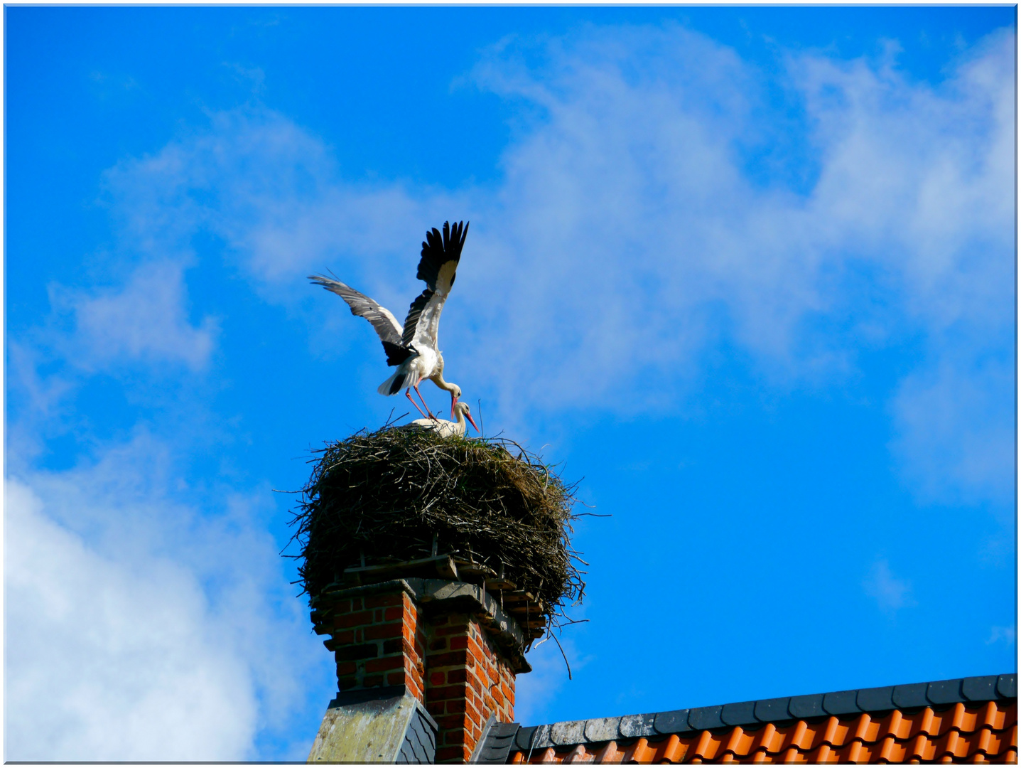 Storch Adebars Flugversuche