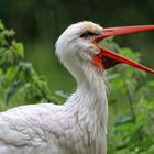 Storch