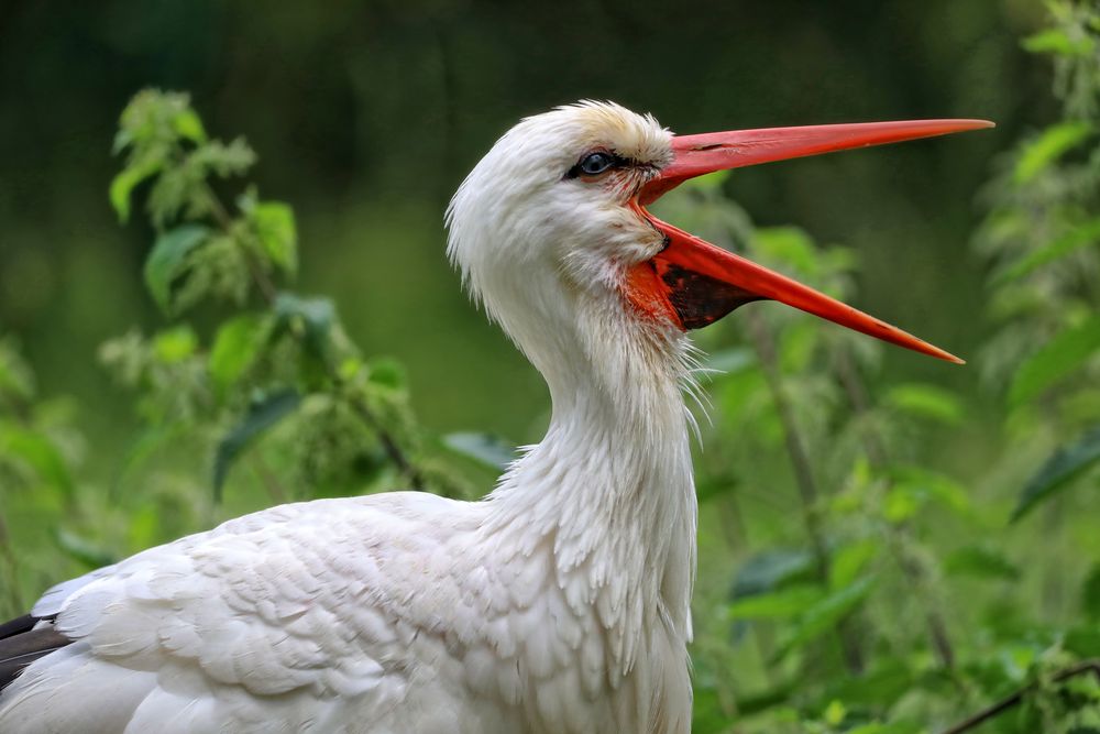 Storch