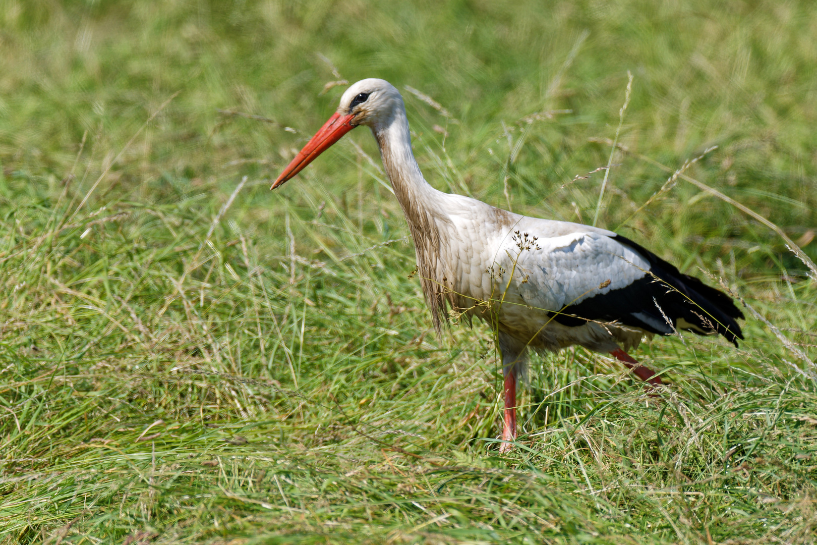 Storch