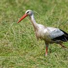 Storch