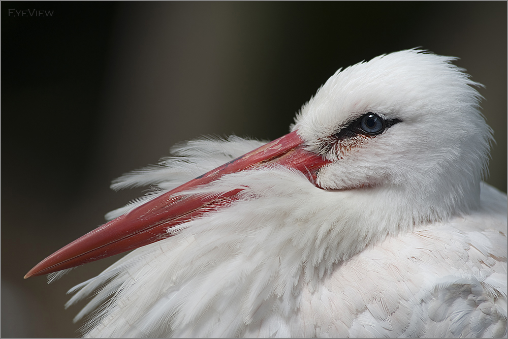 Storch