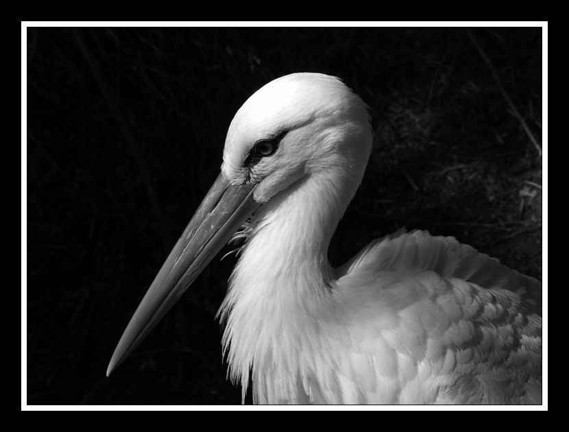 Storch