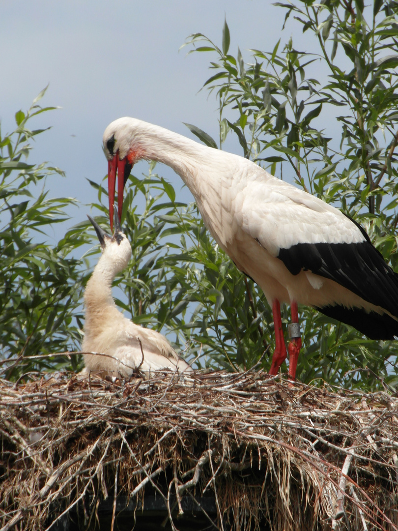 Storch