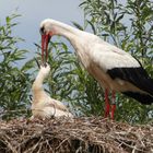 Storch