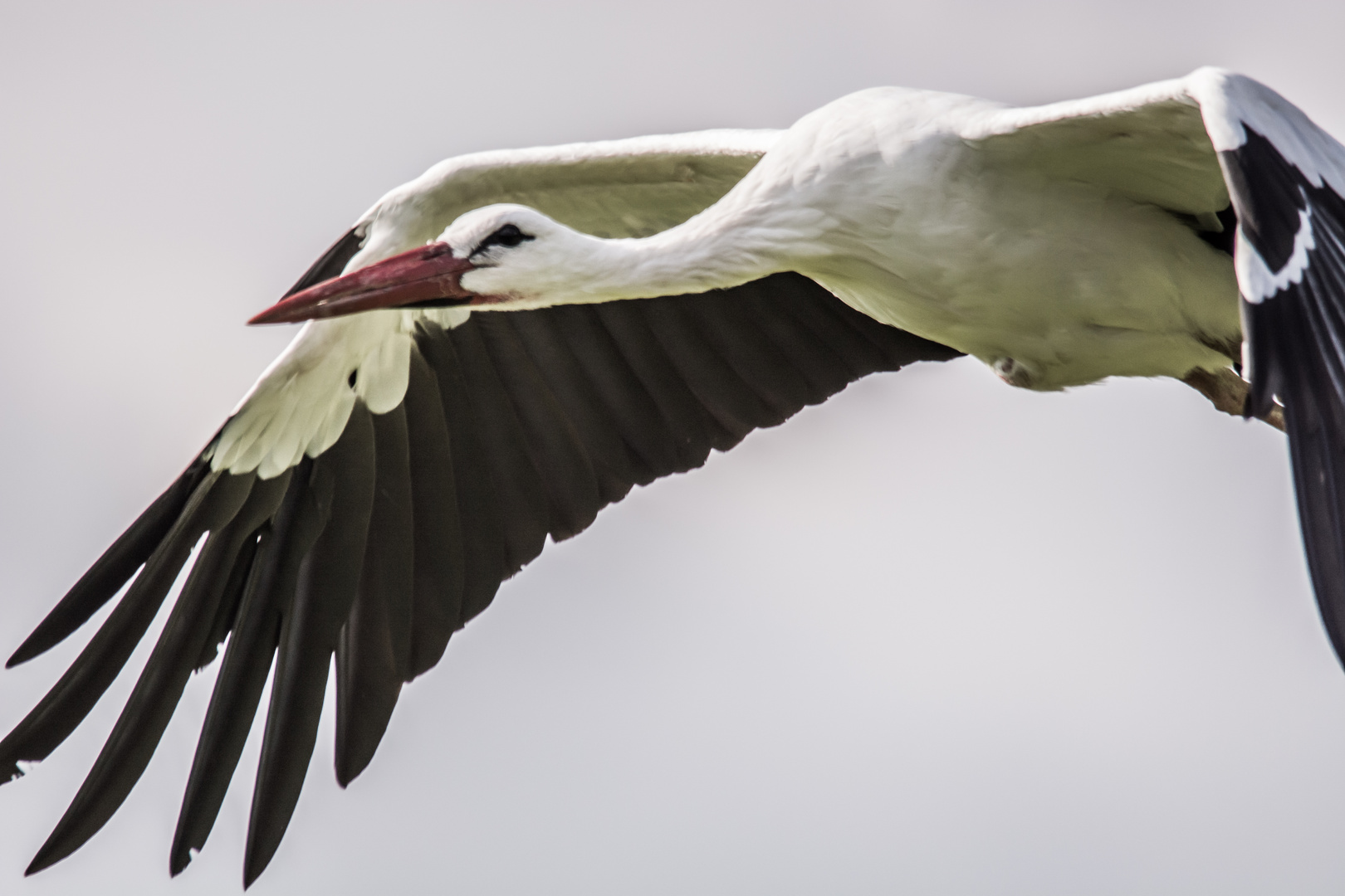 Storch