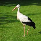 Storch